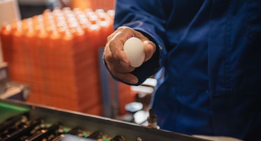 logistiek eieren