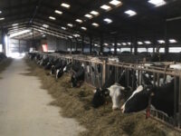 Veehouderij