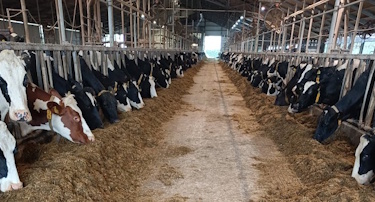 vacature melkvee
